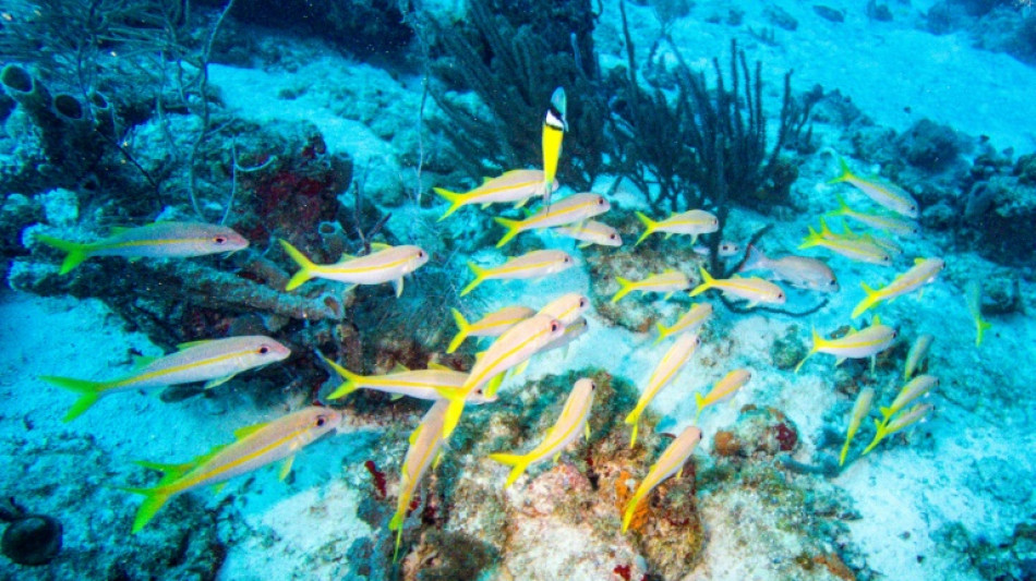 Globale Erw&auml;rmung bedroht wichtige Planktonarten: Mainzer Forscher schlagen Alarm