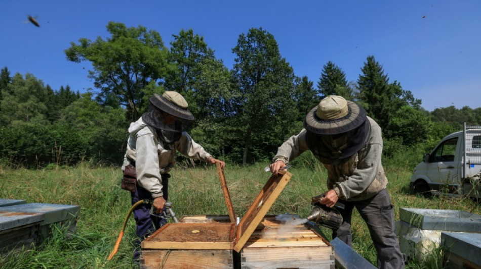 Le retour des néonicotinoïdes en France serait "un désastre", pour le principal syndicat d'apiculteurs