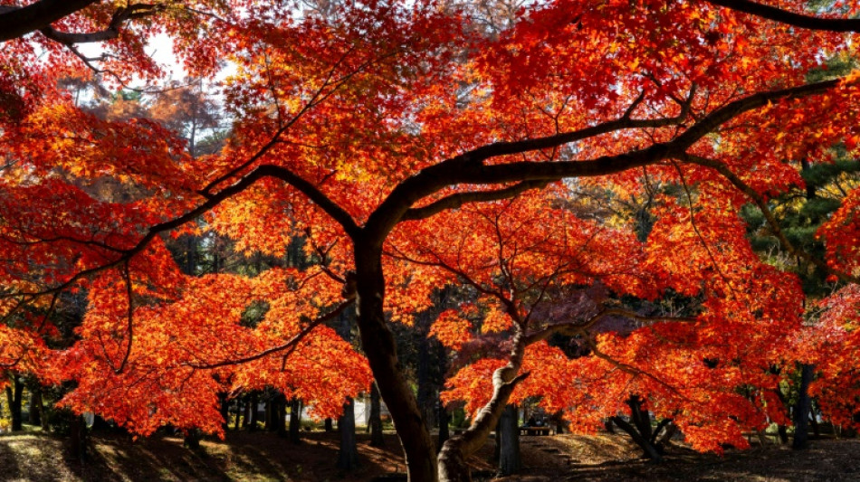 Au Japon, l'automne le plus chaud depuis le d&eacute;but des relev&eacute;s il y a 126 ans