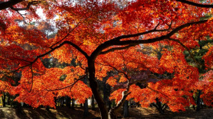 Au Japon, l'automne le plus chaud depuis le d&eacute;but des relev&eacute;s il y a 126 ans