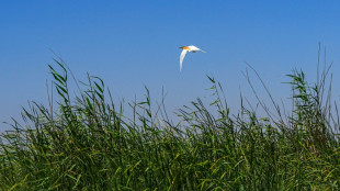 Deutscher Umweltpreis 2024 f&uuml;r Moorforscherin und Ingenieur