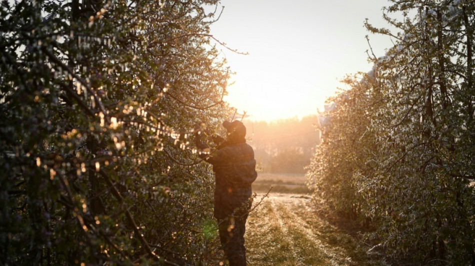 Face au gel, l'&Eacute;tat d&eacute;bloque des aides d'urgence aux agriculteurs
