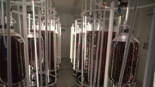 Una granja australiana apuesta por las algas para limitar el metano del ganado y luchar contra el cambio climático