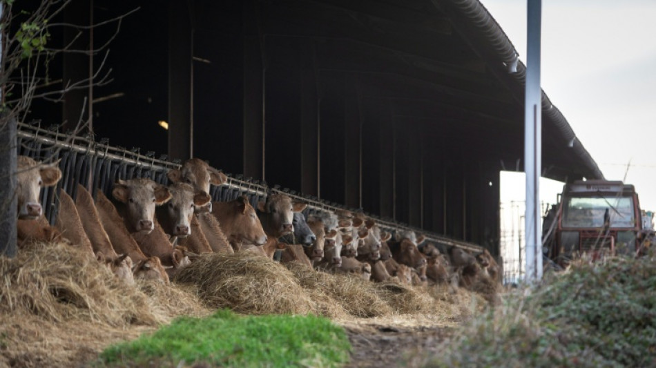 La dermatose nodulaire contagieuse, fléau de l'élevage bovin