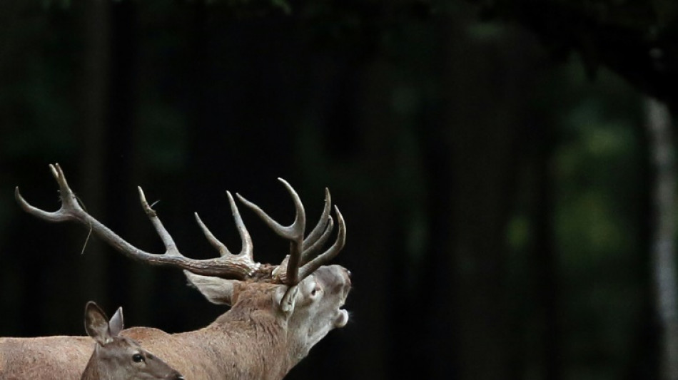 A l'aff&ucirc;t du brame du cerf dans la for&ecirc;t de Tron&ccedil;ais