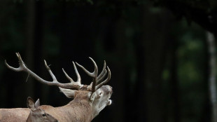 A l'aff&ucirc;t du brame du cerf dans la for&ecirc;t de Tron&ccedil;ais