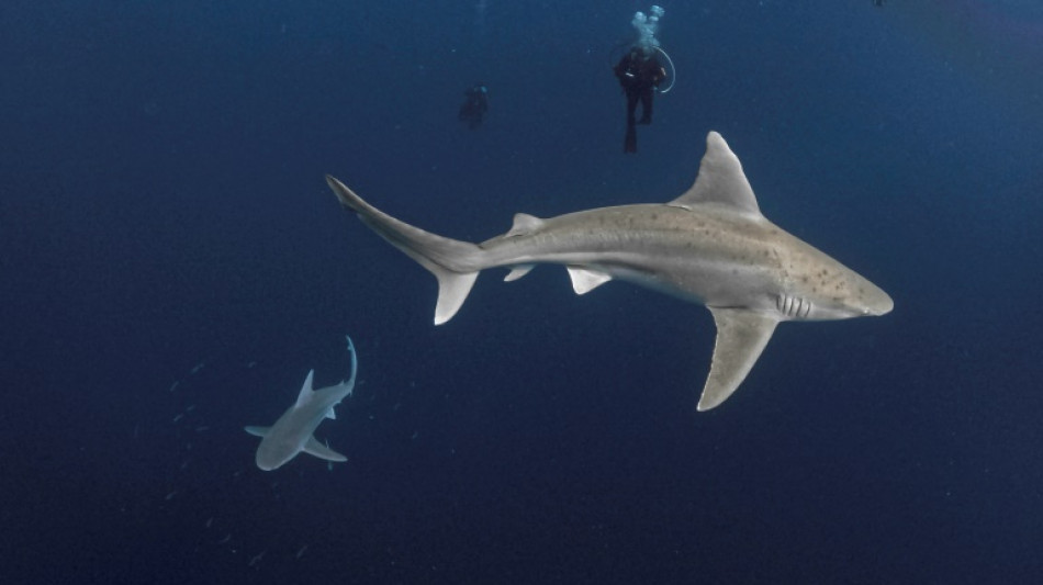 La poblaci&oacute;n mundial de tiburones y rayas se redujo a la mitad en 50 a&ntilde;os, seg&uacute;n un estudio