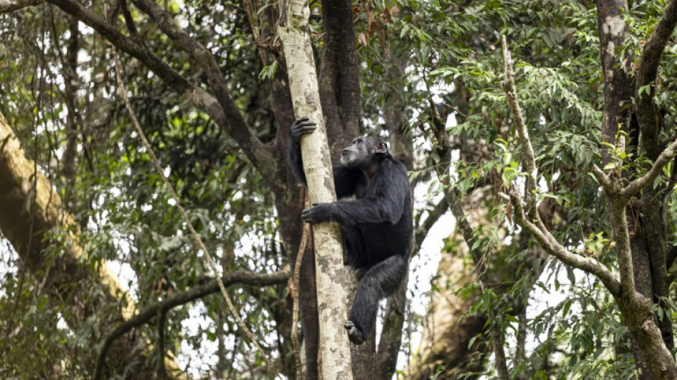 Los chimpancés consumen alcohol a diario, según estudio
