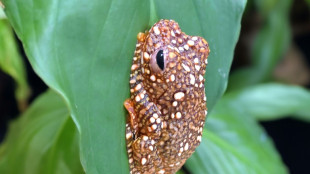 Une grenouille se camoufle en crotte pour &eacute;chapper aux pr&eacute;dateurs (&eacute;tude)