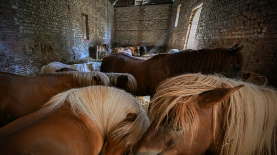 D'&acirc;ne du pauvre &agrave; compagnon des enfants, comment le poney a "sauv&eacute; l'&eacute;quitation"