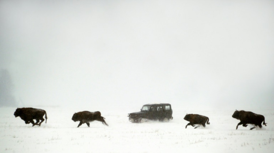 Belarus wirft Polen Bedrohung der Wisente an gemeinsamer Grenze vor 