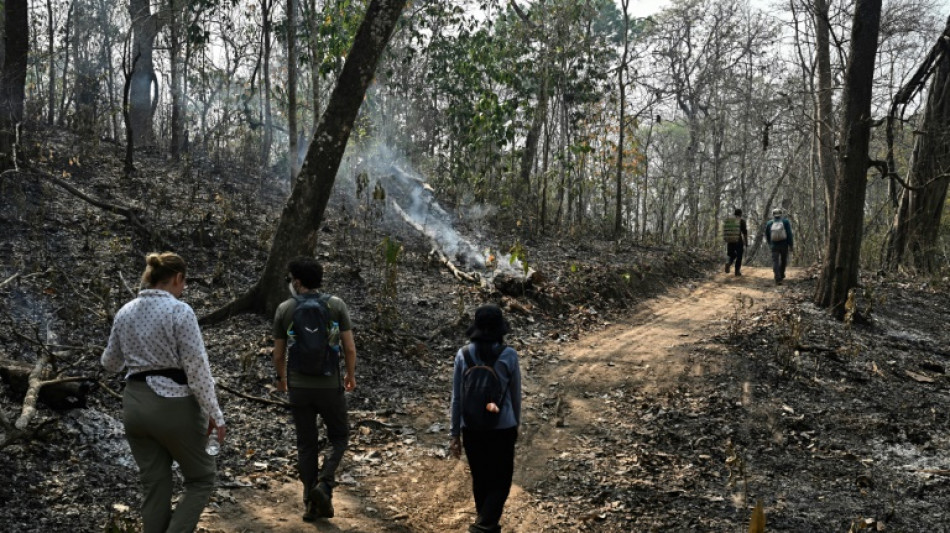 'It's gone': conservation science in Thailand's burning forest