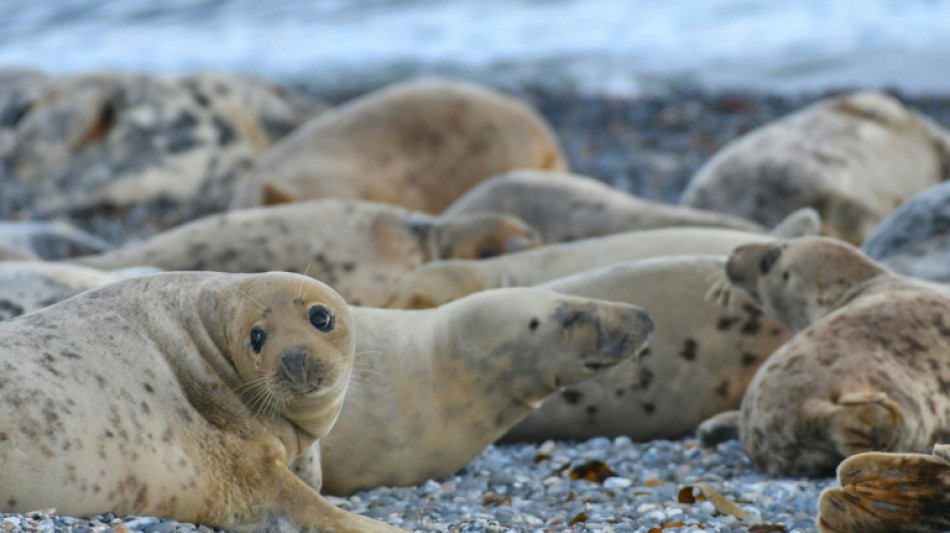 Nach Robbensterben auf R&uuml;gen: Landesregierung plant Auflagen f&uuml;r Fischreusen
