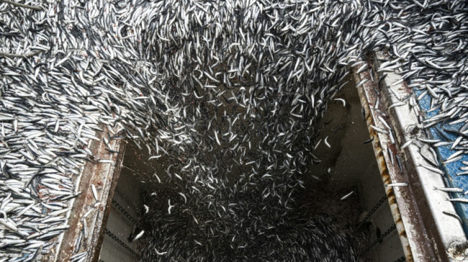 P&eacute;rou: l'industrie de la p&ecirc;che dans la tourmente du r&eacute;chauffement des oc&eacute;ans