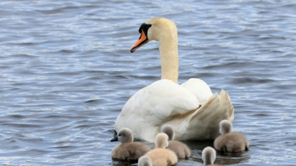 Siebenköpfige Schwanenfamilie sorgt für Polizeieinsatz in Mecklenburg-Vorpommern