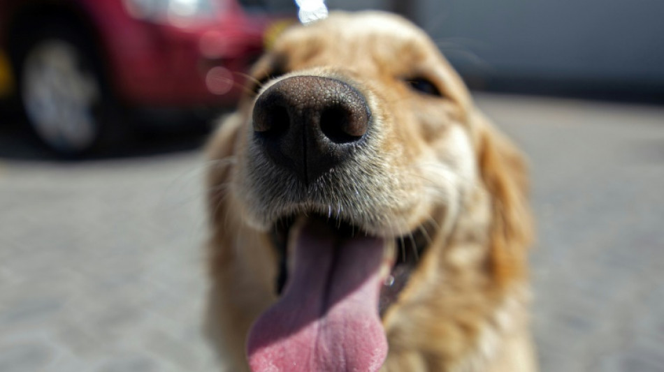 Los perros s&iacute; entienden a los humanos, afirma nuevo estudio