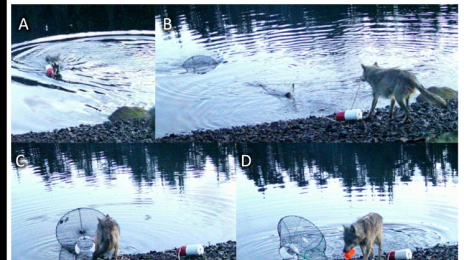 Researchers stunned by wolf's use of crab traps to feed