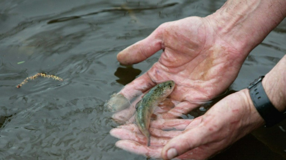 Les saumons sauvages de l’Allier menacés d'extinction par le changement climatique