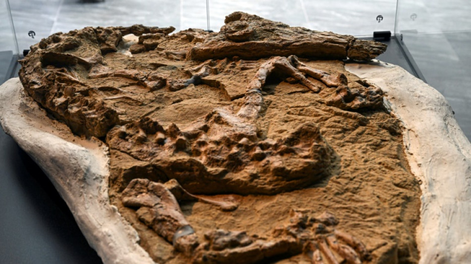 Hallan en Per&uacute; f&oacute;sil de cocodrilo que data de hace 10 a 12 millones de a&ntilde;os