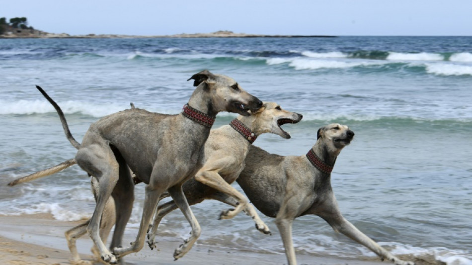 Tunisianos lutam para salvar sloughi, ra&ccedil;a de cachorro ancestral 'amea&ccedil;ada'