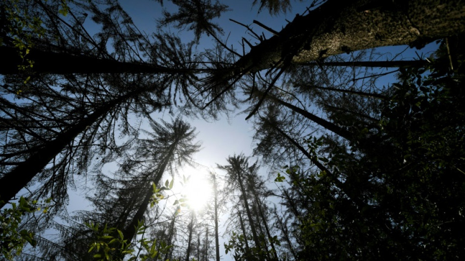 N&uuml;tzlich f&uuml;r Forstwirtschaft: Holzwespen-Schlupfwespe ist Insekt des Jahres 2025