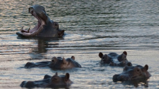 Colombie: les autorit&eacute;s optimistes sur le transfert de 70 hippopotames "invasifs" en Inde et au Mexique