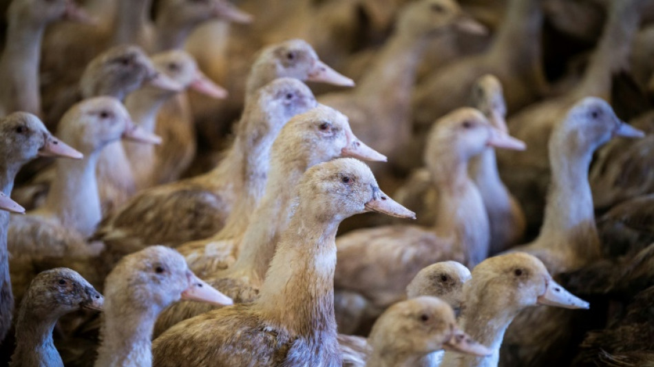 Grippe aviaire: un virus en &eacute;volution rapide, avertissent des experts
