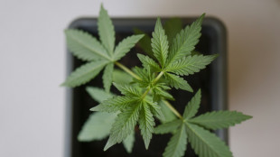 Schleppender Start f&uuml;r Cannabis-Anbauvereine - bundesweit knapp 300 Antr&auml;ge