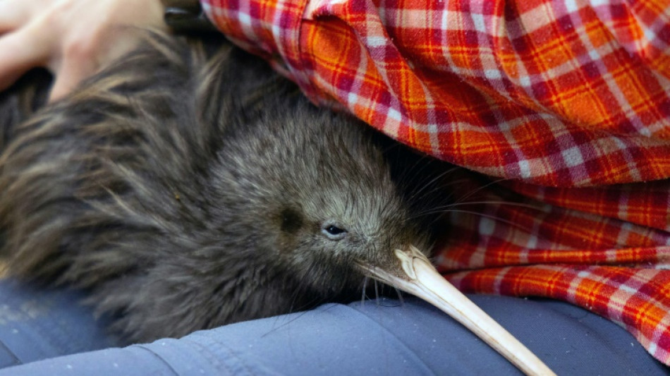Le zoo de Miami se fait voler dans les plumes pour le sort r&eacute;serv&eacute; &agrave; un kiwi