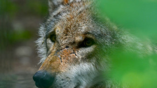 Bundesregierung meldet "g&uuml;nstigen Erhaltungszustand" des Wolfs nahezu im ganzen Land