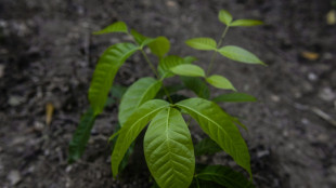Asesinado un ambientalista ind&iacute;gena de la Amazon&iacute;a peruana tras recibir amenazas