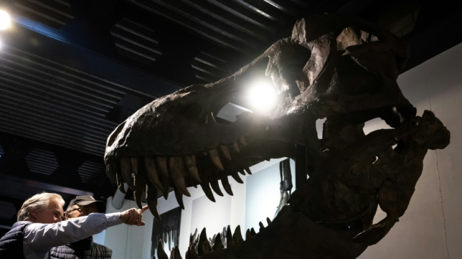 Un squelette composite de T-Rex vendu pr&egrave;s de 5,6 millions d'euros (ench&egrave;res)