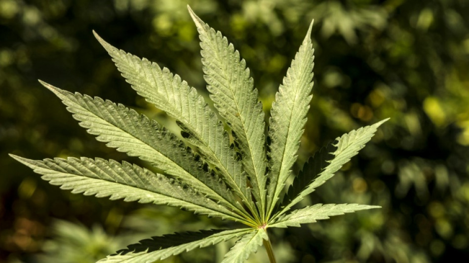 Gericht: Regelm&auml;&szlig;iger Cannabiskonsum kann zu Entzug von F&uuml;hrerschein f&uuml;hren