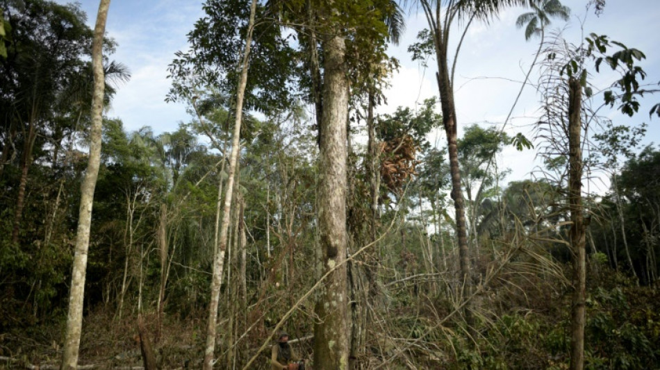 La deforestaci&oacute;n en Colombia repunta en 2024 tras registrar m&iacute;nimos hist&oacute;ricos