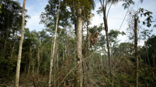 La deforestaci&oacute;n en Colombia repunta en 2024 tras registrar m&iacute;nimos hist&oacute;ricos