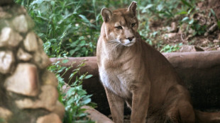 Un santuario en Sao Paulo al rescate de pumas acechados por la urbanizaci&oacute;n