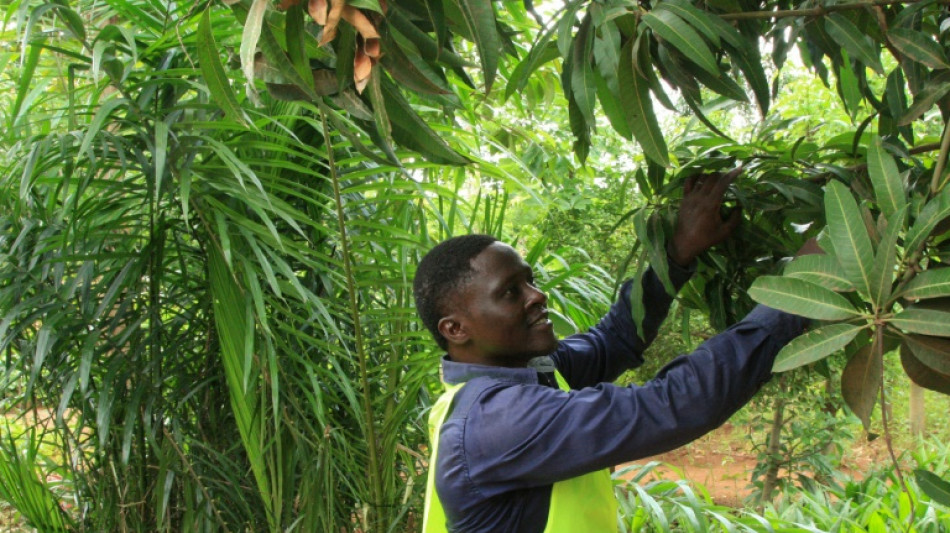 Limiter la coupe et replanter: le d&eacute;fi du Togo o&ugrave; pauvret&eacute; rime avec d&eacute;forestation