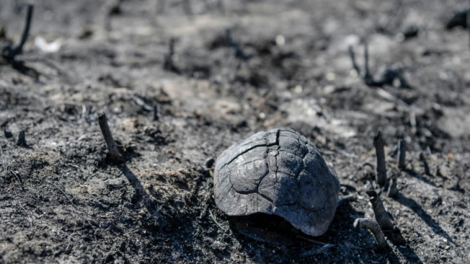 Incendies en Gr&egrave;ce : l'&eacute;cosyst&egrave;me "en danger", selon des experts