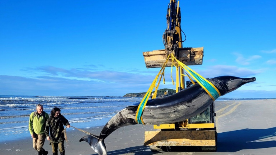 La baleine la plus rare au monde &eacute;choue sur une plage de Nouvelle-Z&eacute;lande