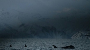 Voile: le navigateur S&eacute;bastien Destremau attaqu&eacute; par un groupe d'orques