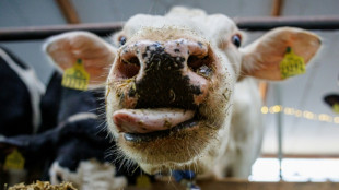 Rinderherde mit rund hundert Tieren ausgebrochen: Gro&szlig;einsatz in Schleswig-Holstein