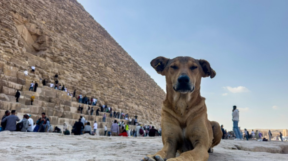 Los perros callejeros se convierten en una sensaci&oacute;n en las pir&aacute;mides de Egipto