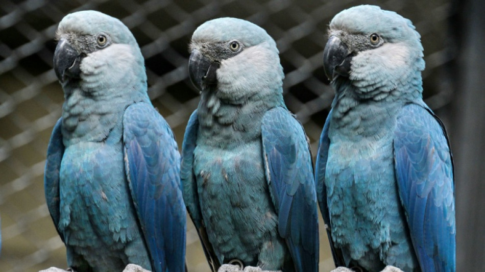 Lethal virus hits last rare blue macaws in Brazil wild