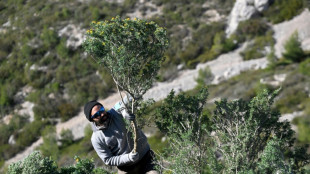 Dans la garrigue marseillaise, arracher des plantes invasives pour sauver la biodiversit&eacute;