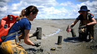 Sur le bassin d'Arcachon, la délicate préservation d'une plante "refuge de la biodiversité"