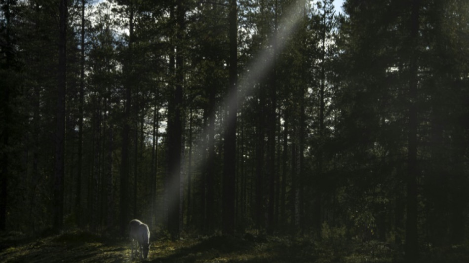 Rentiere in Finnland leiden unter Hitzewelle