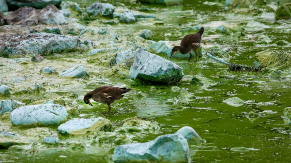 Le plus grand lac du Royaume-Uni suffoque &agrave; cause des algues toxiques