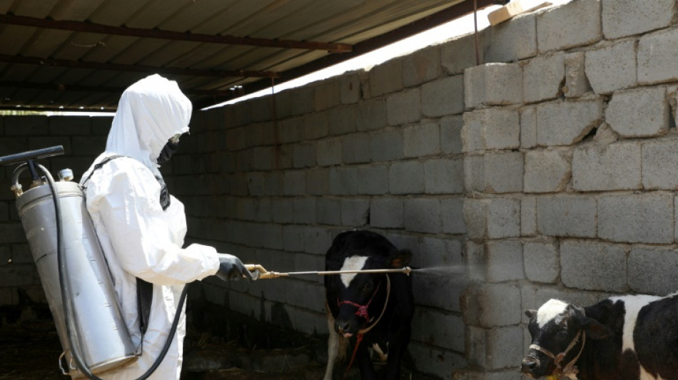 Face &agrave; la fi&egrave;vre du Congo, l'Irak cherche la petite b&ecirc;te