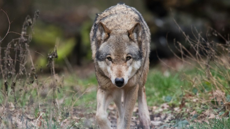 Auto &uuml;berf&auml;hrt Wolf in Brandenburg 