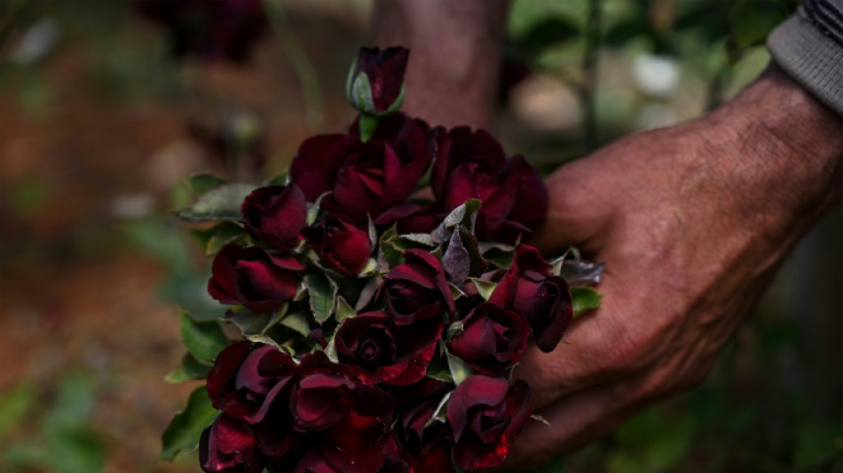 Noires et vertes, les myst&egrave;res des roses turques sauv&eacute;es des eaux